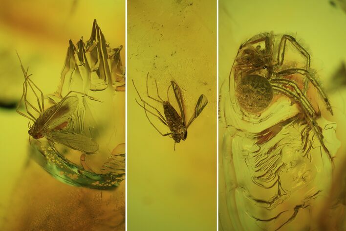 Two Fossil Flies (Diptera) & Spider (Aranea) In Baltic Amber #50653